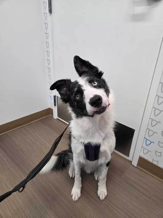 photo of Ranger