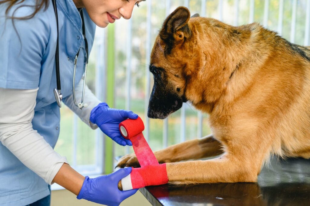 dew claw bandage