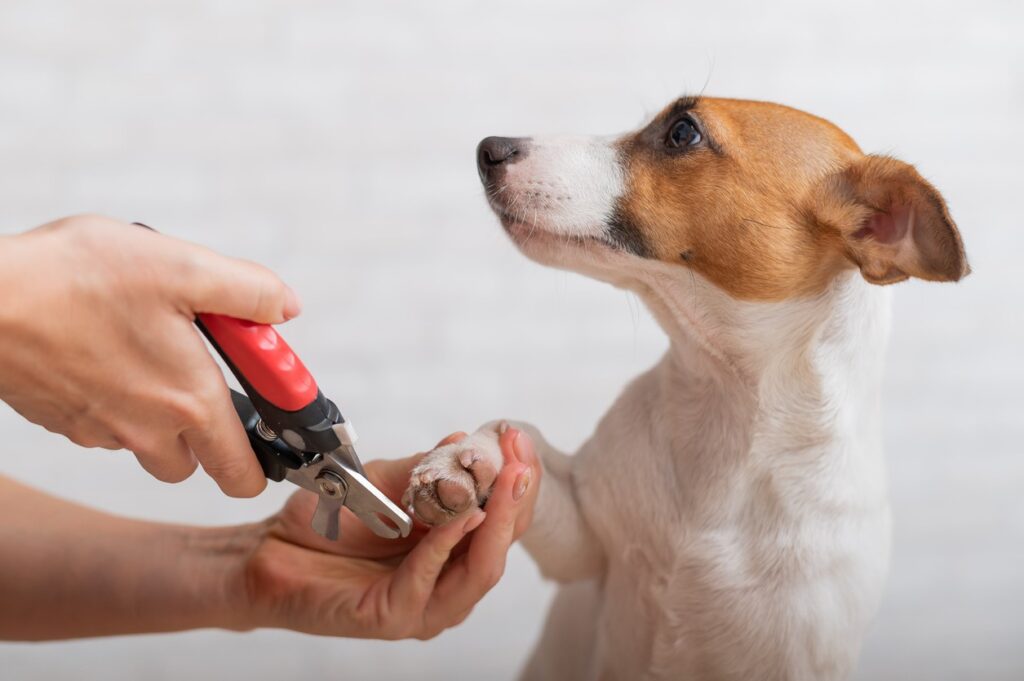 dew claw nails getting trimmed