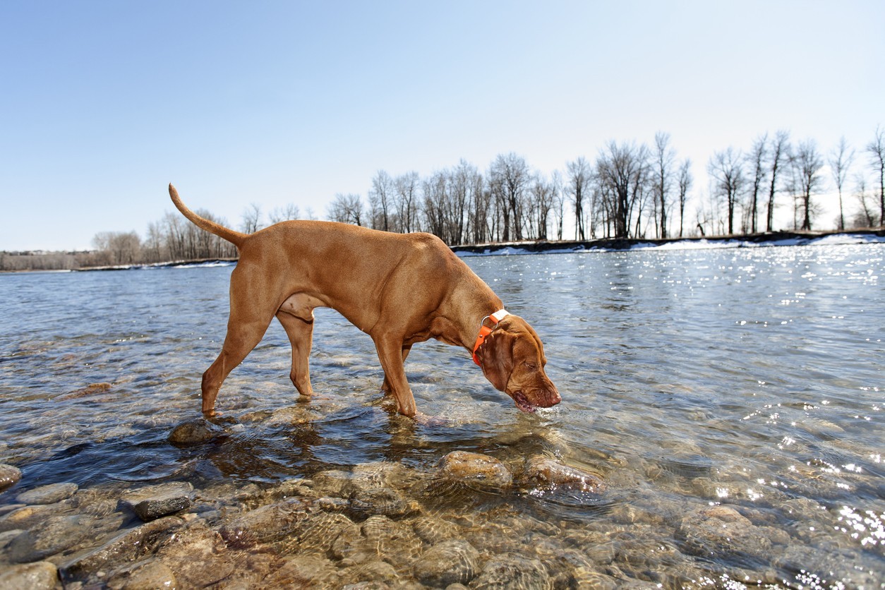 Featured image for post: What is Giardia?