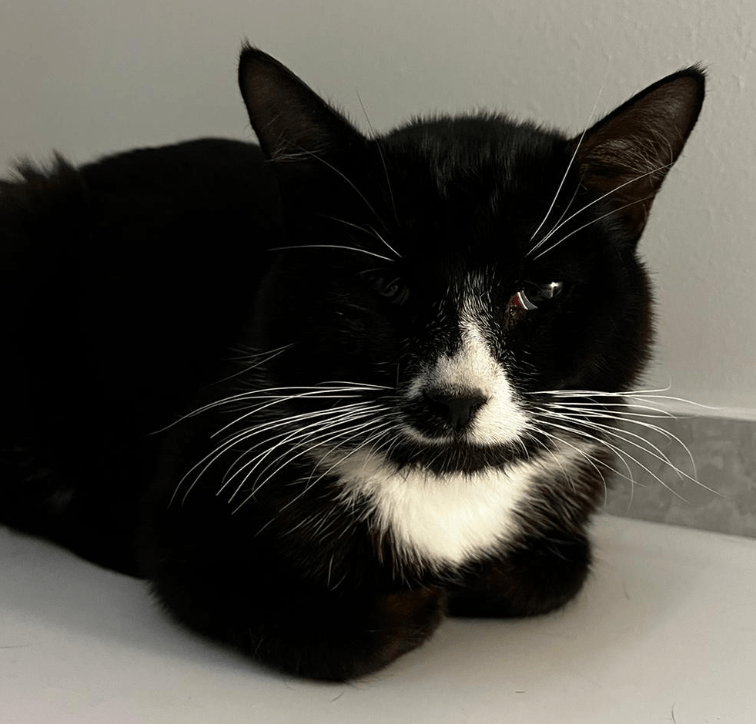 photo of Binx