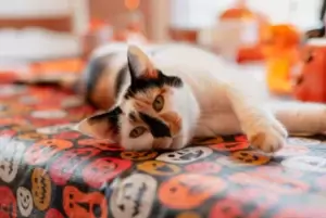 cat halloween cat halloween