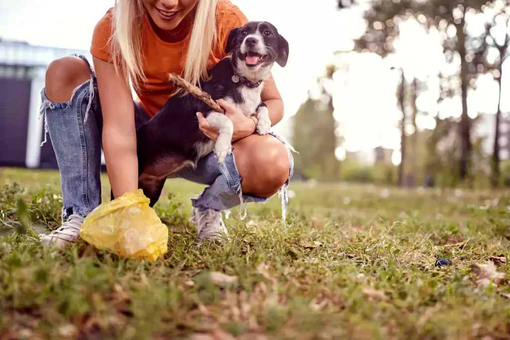 picking up dog's poop a pet owner picking up their dog's poop