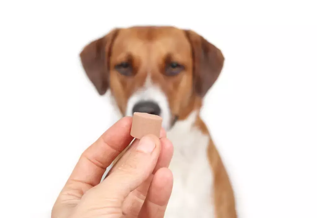 Dog dewormer in hand in front of defocused dog. Dog dewormer in hand in front of defocused dog.