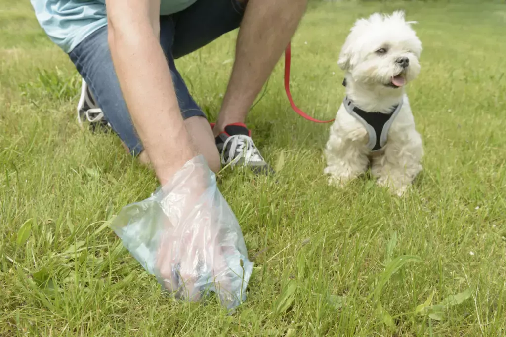 Picking up dog poop Picking up dog poop