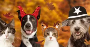 pet costumes pet costumes