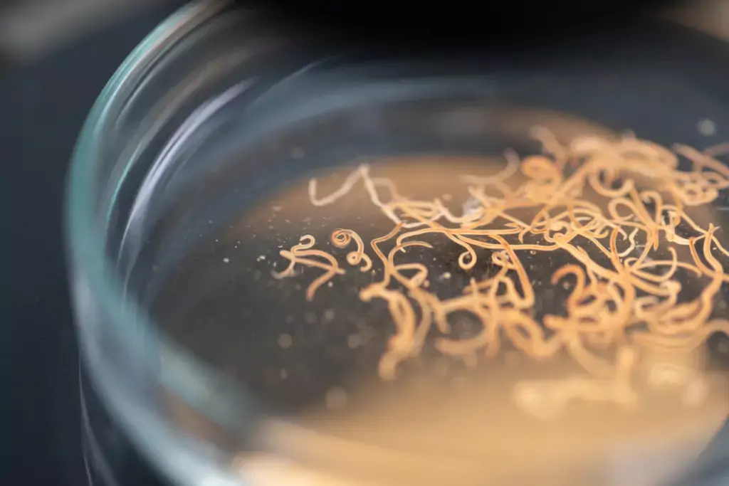 round worms round worms in poop