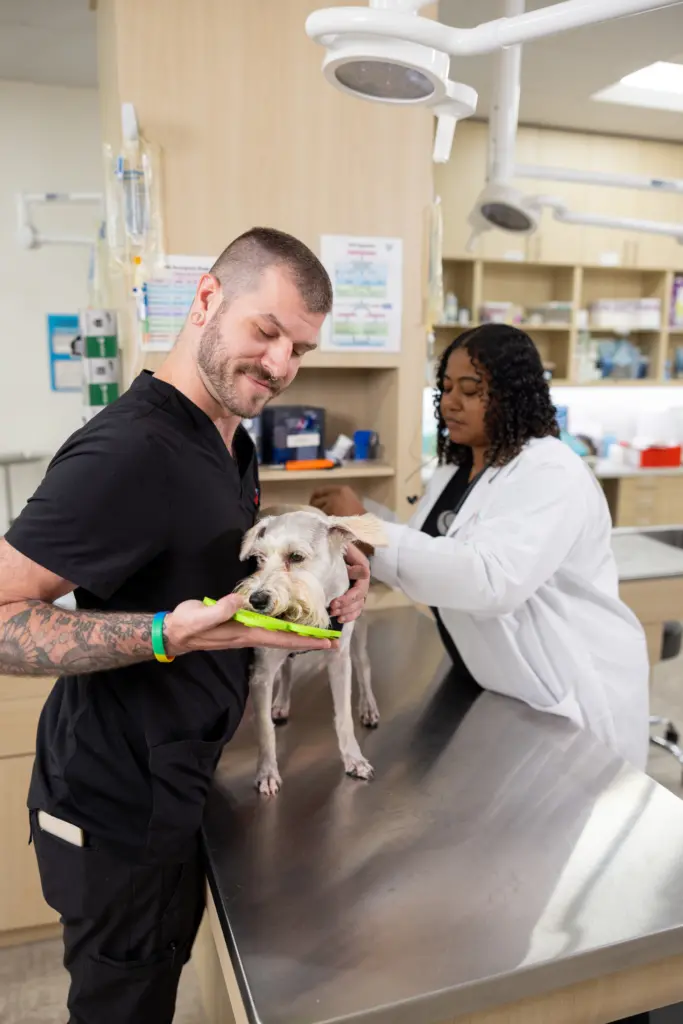 UrgentVet Care Team UrgentVet Care Team