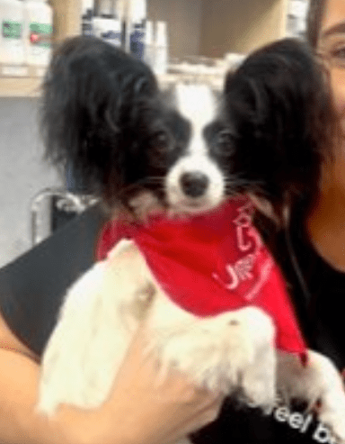 photo of Gizmo