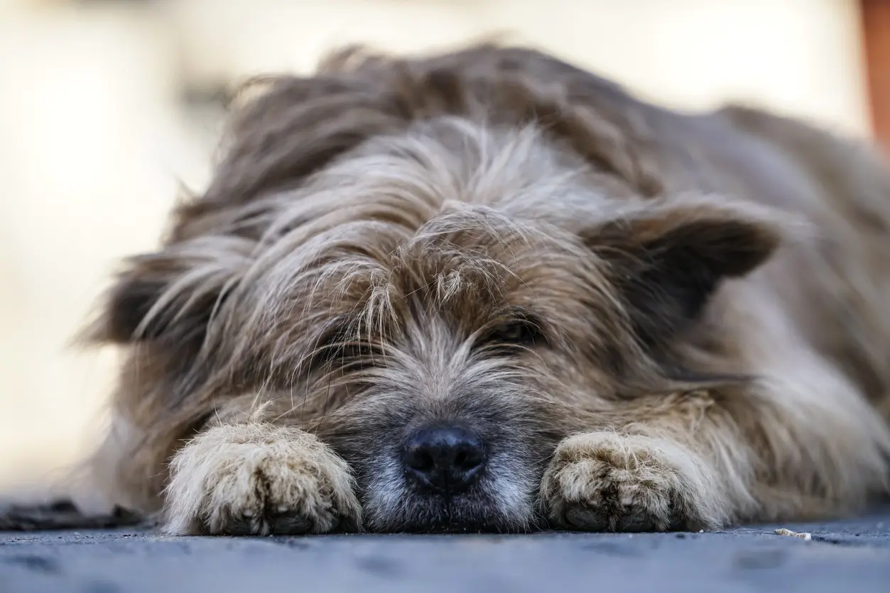 Featured image for post: What Dog Owners Should Know About Parvovirus
