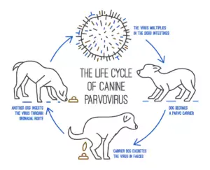 image of The life cycle of parvovirus in dogs. Canine gastrointestinal disease. image of The life cycle of parvovirus in dogs. Canine gastrointestinal disease.