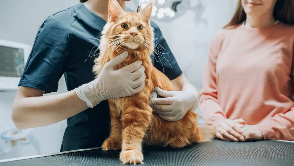 Featured image for post: Urinary Tract Infections (UTIs) in Cats