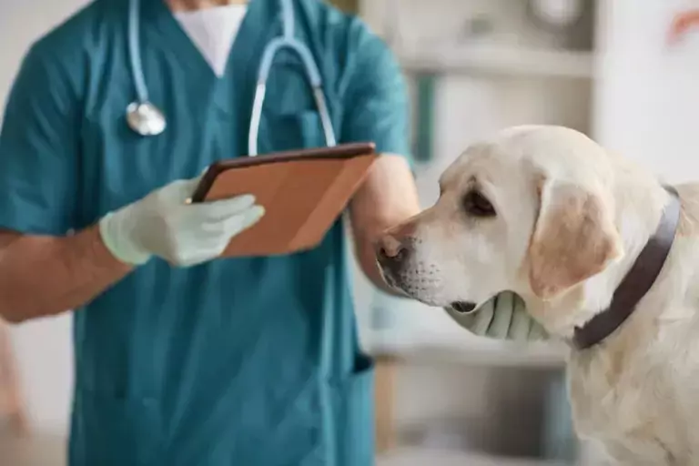 urinary tract infections utis in dogs