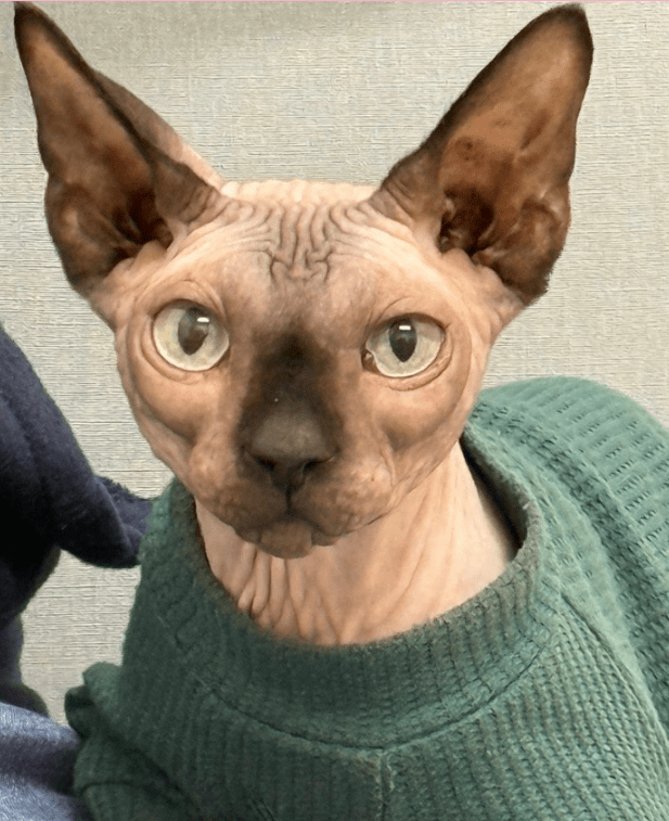 photo of Bean