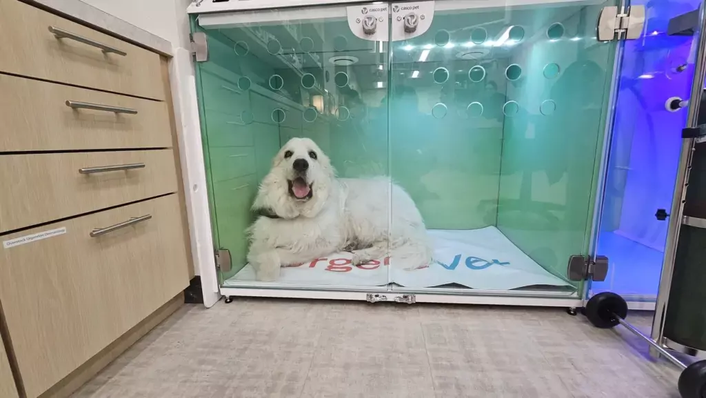 Dog in Casco Dog in Casco