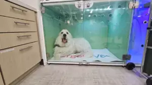 Dog in Casco Dog in Casco