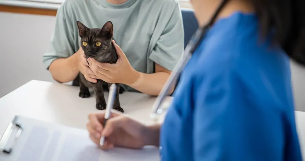 Is Your Cat Sick Signs of Illness in Cats urgentvet.com Is Your Cat Sick Signs of Illness in Cats urgentvet.com