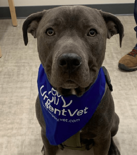 photo of Blue