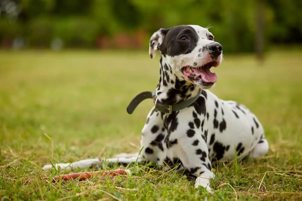 Featured image for post: Hot Spots on Dogs: Causes, Treatments and Prevention