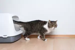 cat litter box cat litter box