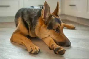 Bored German shepherd Bored German shepherd