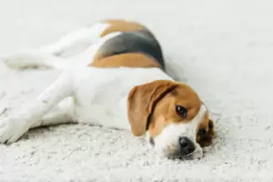 cute beagle lying on carpet at home cute beagle lying on carpet at home