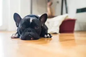 Black French Bulldog Black French Bulldog