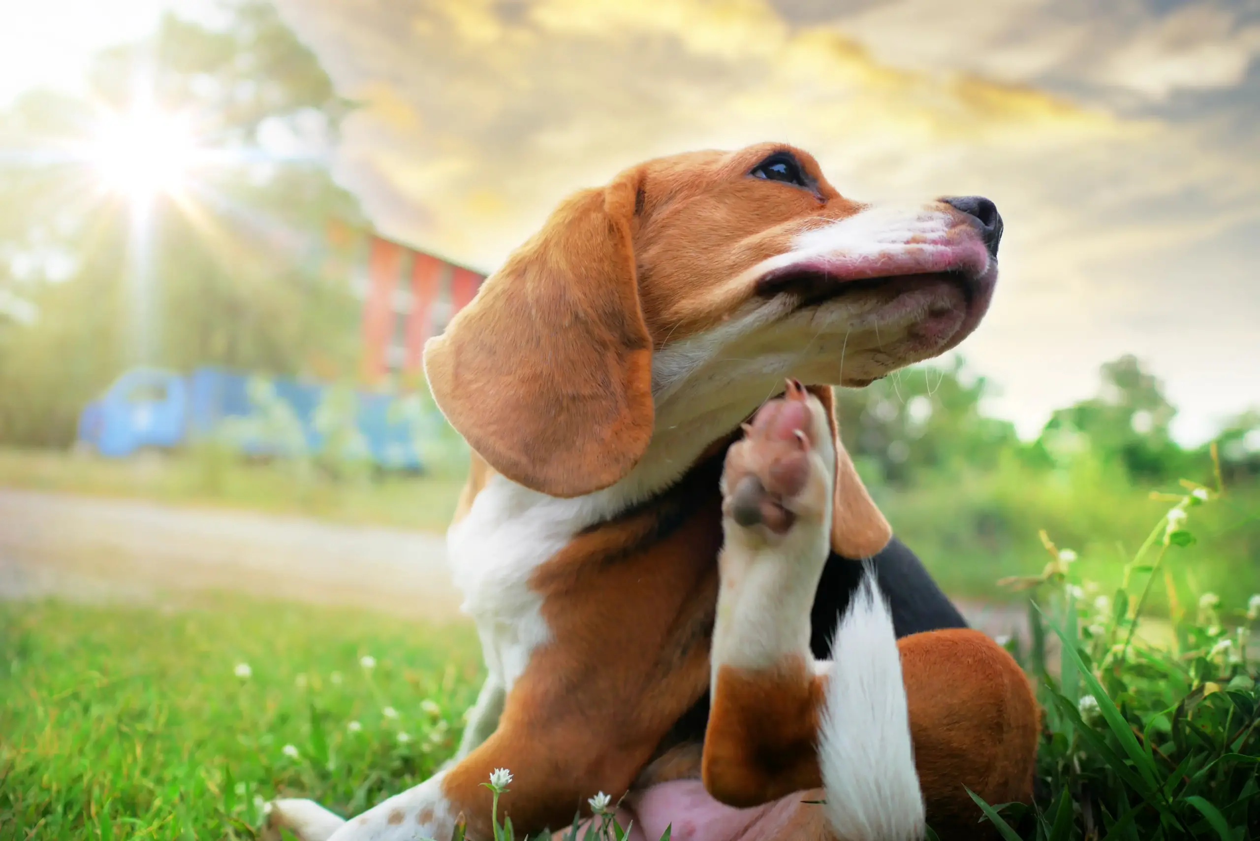 Allergies in Dogs signs symptoms types causes treatment diagnosis urgentvet.com Allergies in Dogs signs symptoms types causes treatment diagnosis urgentvet.com