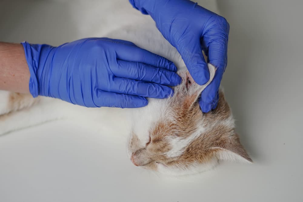 Ear Infections in Cats symptoms signs Causes Treatment feline Otitis Externa urgentvet.com Ear Infections in Cats symptoms signs Causes Treatment feline Otitis Externa urgentvet.com