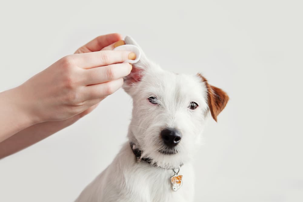 Ear Infections in Dogs signs symptoms causes treatment Otitis Externa urgentvet.com Ear Infections in Dogs signs symptoms causes treatment Otitis Externa urgentvet.com