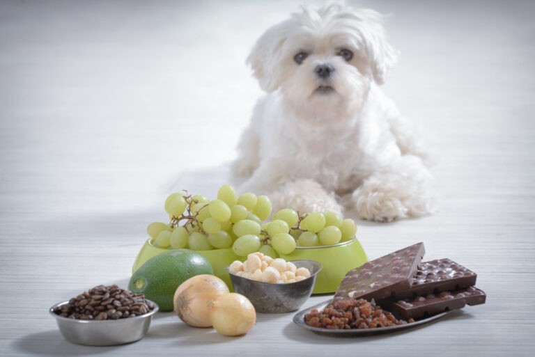 Top 7 Household Items & Chemicals Dangerous To Dogs and Cats