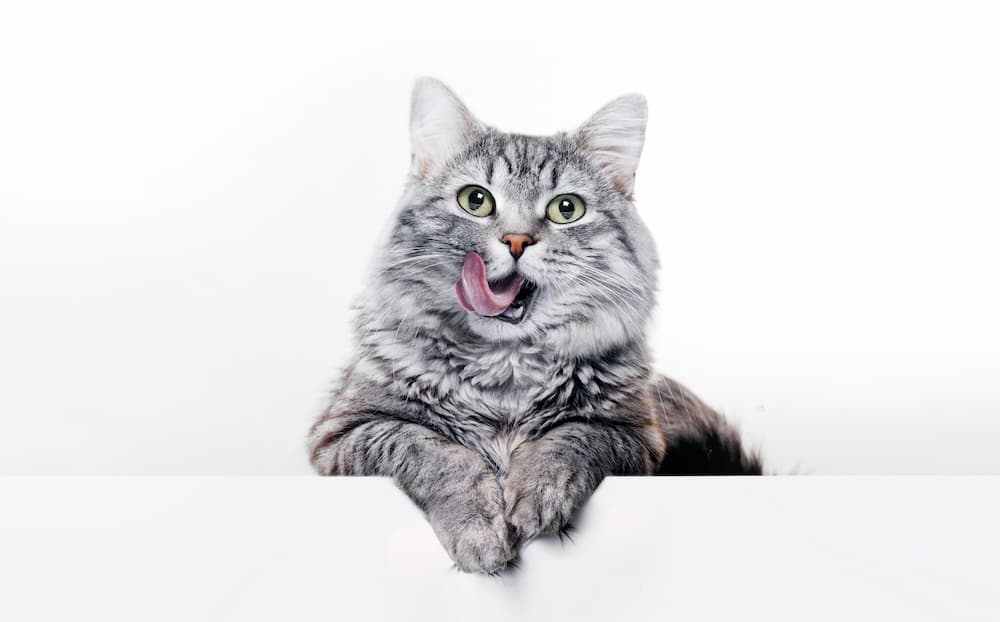 coughing in cats causes treatment urgentvet.com (1) coughing in cats causes treatment urgentvet.com (1)