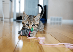 pet eating string pet eating string