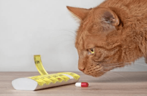 pets eating human medications pets eating human medications