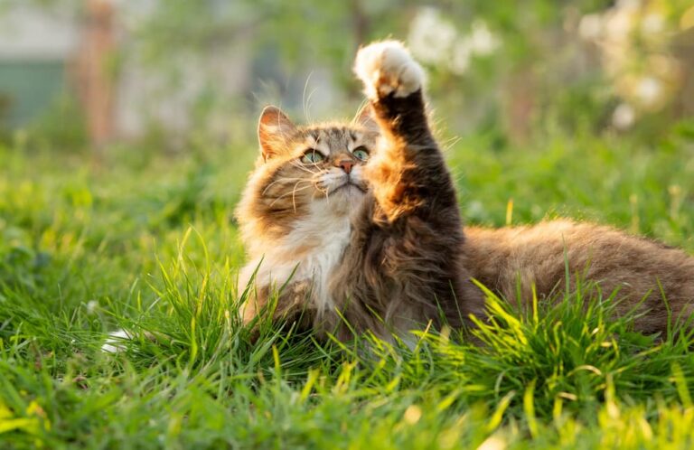 cat limping causes treatment first aid urgentvet.com (1)