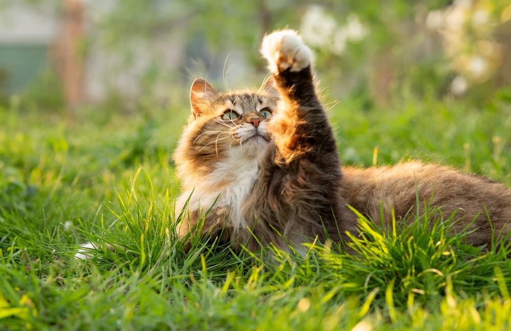 Featured image for post: Cat Limping: Possible Causes, Treatment & First Aid