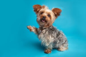 Begging Yorkie Looking at Camera Begging Yorkie Looking at Camera