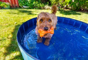 Miniature golden doodle in small splash pool to beat the summer heat Miniature golden doodle in small splash pool to beat the summer heat
