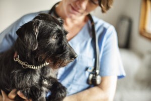 Female veterinarian holding a little dog in her arms Female veterinarian holding a little dog in her arms