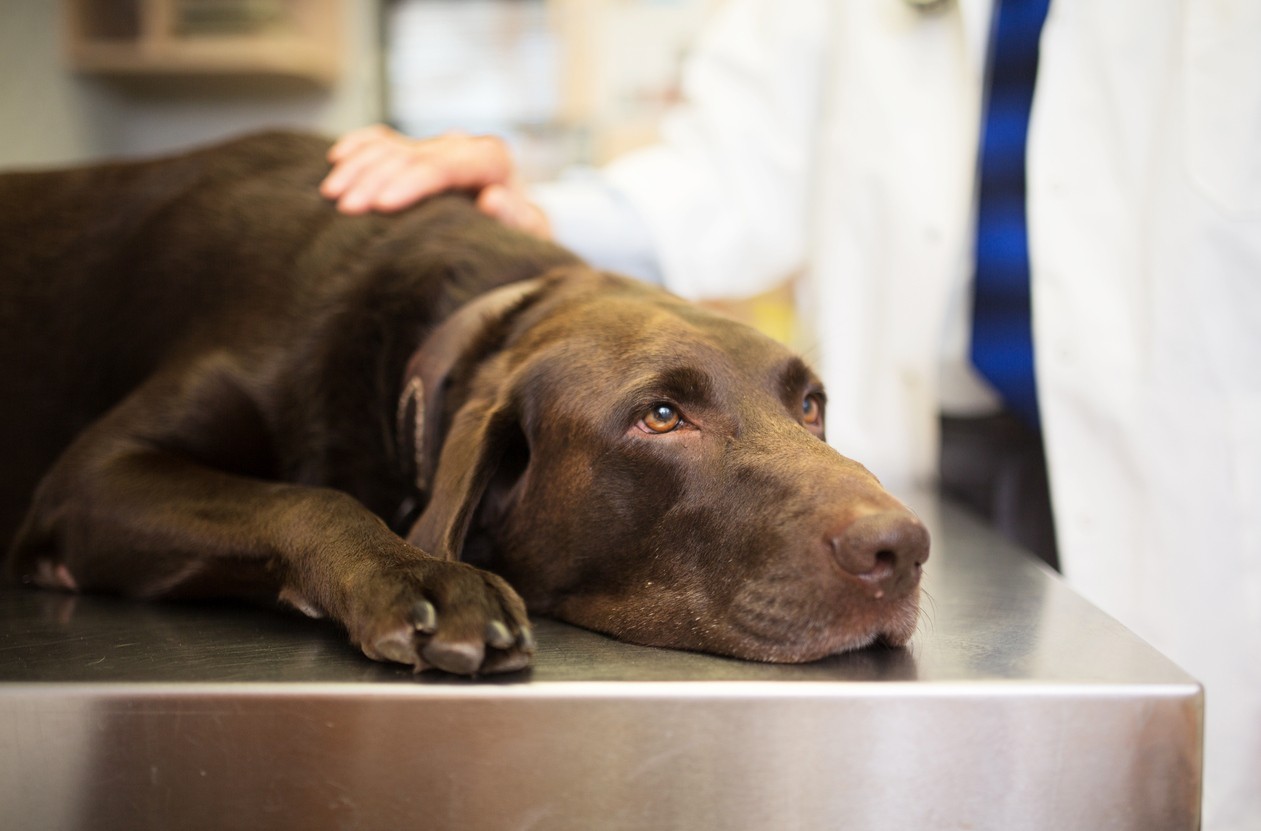 Featured image for post: What To Do If Your Pet Raids Your Stash: Marijuana Toxicity in Dogs & Cats