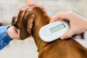 Vet checking chip implant on puppy dog, device close up Vet checking chip implant on puppy dog, device close up