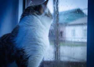 A cat looks out the window on a rainy day, soft focus photo A cat looks out the window on a rainy day, soft focus photo
