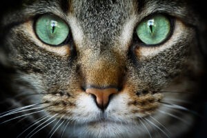 Feline Feline