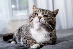 Cute aged cat lying on bed at home Cute aged cat lying on bed at home