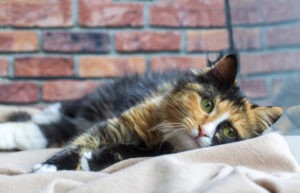 Long haired kitten calico type cat. Long haired kitten calico type cat.