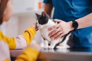 Cute Little Cat Being Examined at the Vet’s Office Cute Little Cat Being Examined at the Vet’s Office