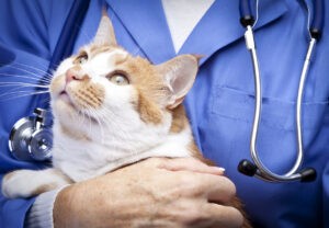 Veterinarian Veterinarian