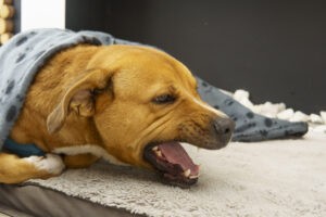 A dog is lying on a bed with a blanket over his head. The dog is sick, coughing A dog is lying on a bed with a blanket over his head. The dog is sick, coughing