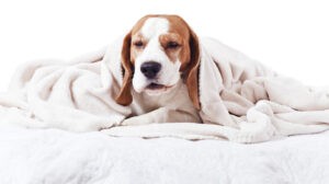dog under a blanket on white dog under a blanket on white