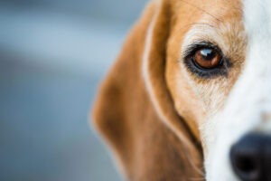 Inquisitive Beagle Hound Inquisitive Beagle Hound
